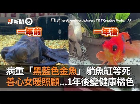 黑色黑牡丹金魚|黑牡丹金魚養殖入門